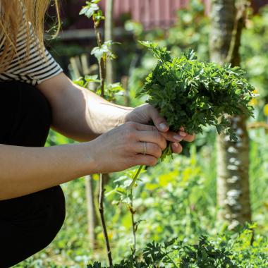 Taller plantes comestibles_Obre't Ebre