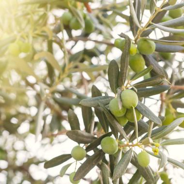 Visita Casa de l'Olivera_Obre't Ebre